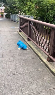 橋の上でうつ伏せになっている犬