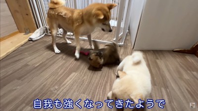 生後35日目の赤ちゃん犬たち8