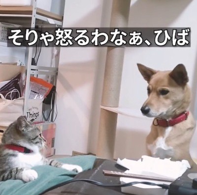 犬と猫のやり取りを見て、犬の気持ちに共感する飼い主