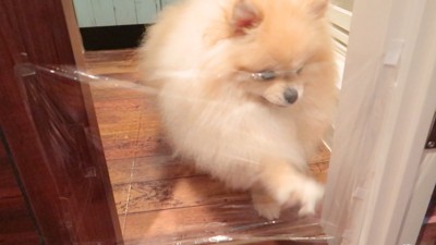 ラップを引っ掻いています