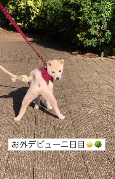 後ろ三角形ポーズ