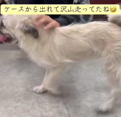 家族として迎えることを決意