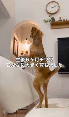 生後6ヶ月の小型犬