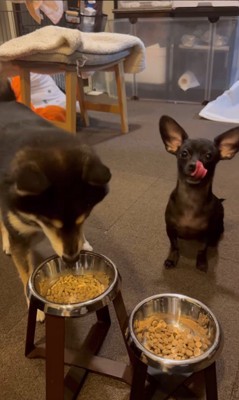 「マテ」をするコメ助くんと豆福くん7