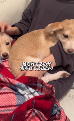 くうくんとかいくん