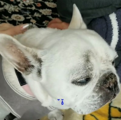 撫でられながら目を閉じる犬