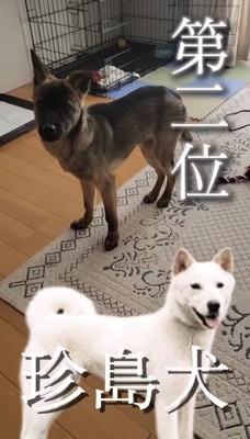 室内でこちらを見つめる犬