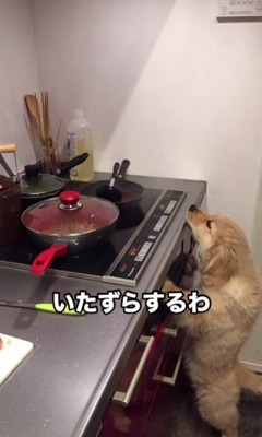 子犬のころが一番可愛い♡