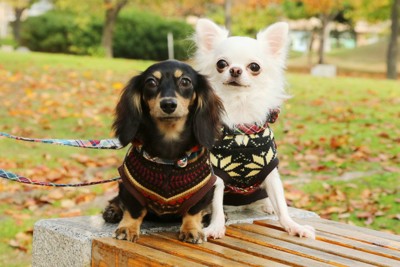 チワワとダックスのお散歩