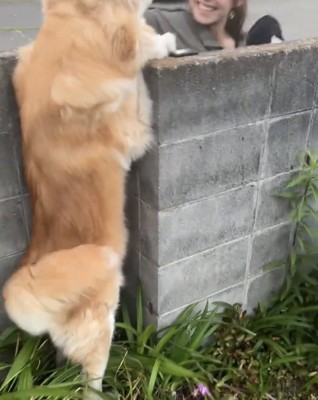 笑顔の人を見つめる犬
