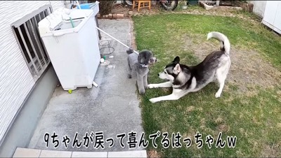 トイプードルに近寄るハスキー犬