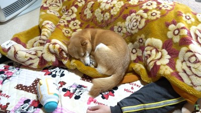 パパさんに寄り添ってすやすや…♡