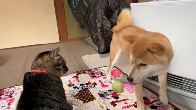 犬と猫