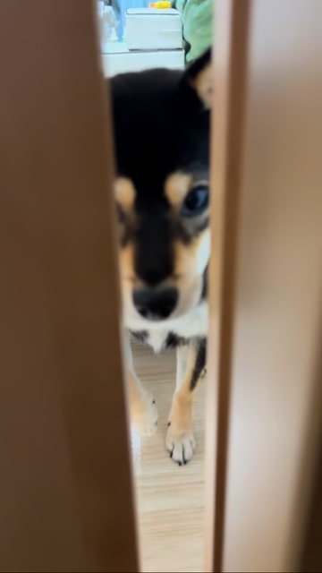 半開きの引き戸、すぐ目の前で座る豆柴