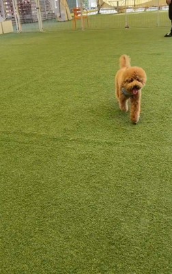 こんなに立派なわんこに！！