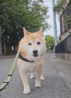 立ち止まる信長くん