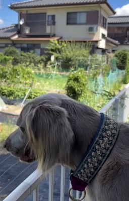 「あれは絶対ボール…」