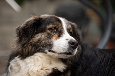 チラ見する犬