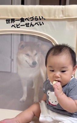 おせんべいを食べようとする赤ちゃん