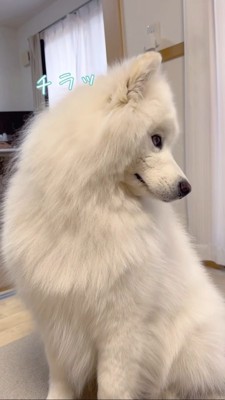 横をチラ見するサモエド