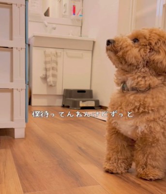 犬の横顔