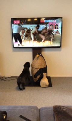 相撲の稽古映像を見たちこ丸くん4