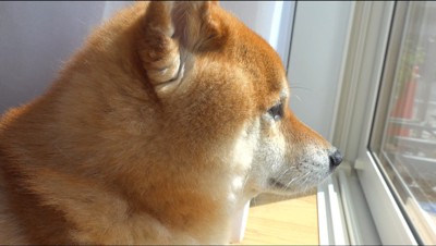 窓の外を眺めるオスの柴犬