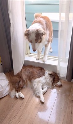 ベランダから戻れないガルチェロくん3