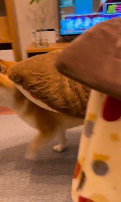 「おやつ」と聞いた文太くんの反応8