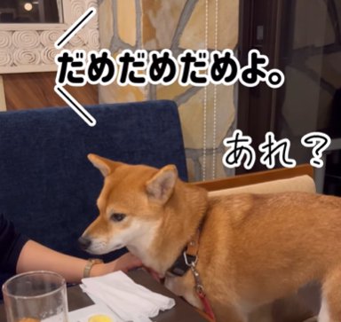 レストランの椅子から移動したい柴犬