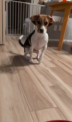 ペルルちゃんの「待て」5