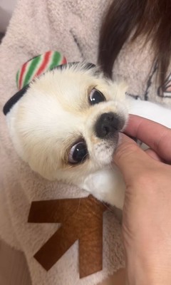 ぽてと君の瞬発力6