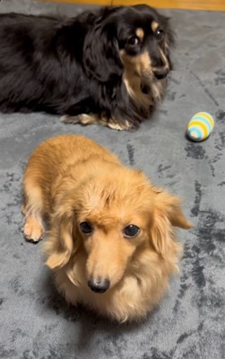 ピースちゃんとお殿くん