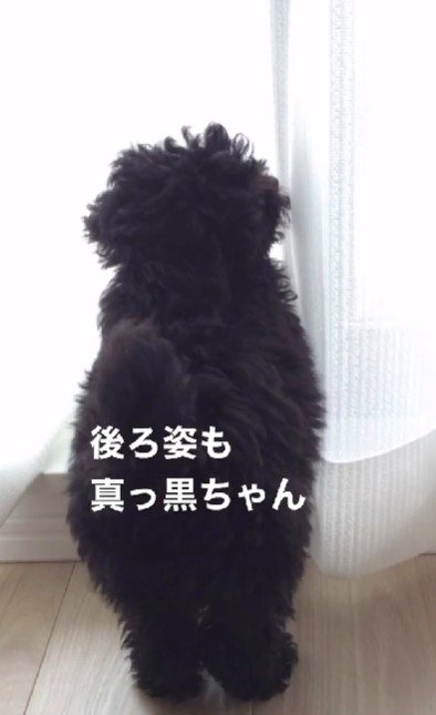 どこから見ても黒い