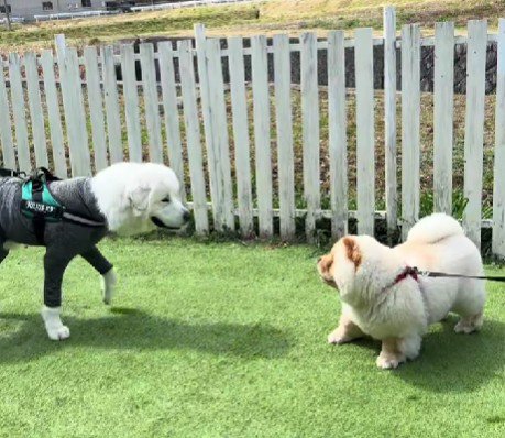 大型犬にはへっぴり腰！？