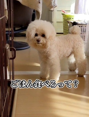 「ご飯食べろってこと?」