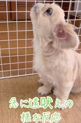 遠吠えするちぷちゃん