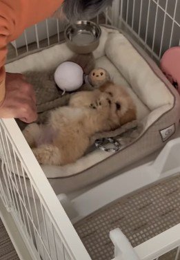 ぽてちゃんを迎えたとき…