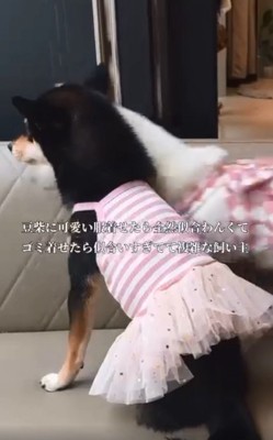 あんこちゃんとましろちゃん