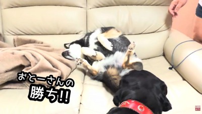 ひっくり返ってしまいました