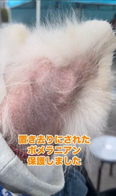 置き去りにされたルナちゃん4