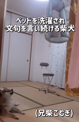 座ったまま文句を言う柴犬