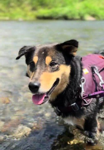 表情豊かなわんこに変身！