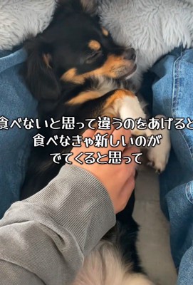 新しいご飯を食べたかったようです