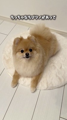 耳の横に少しだけ跳ねている犬の毛