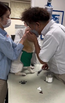 さかさまつげを抜く