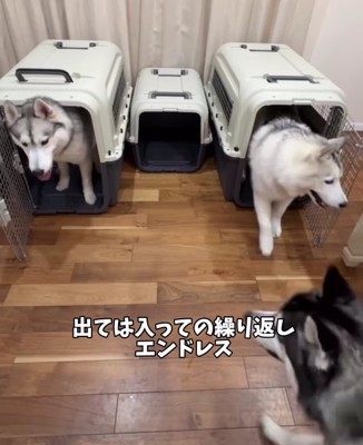 大きいケージに入っている2匹のハスキー犬
