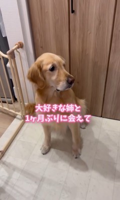 モコちゃんとお姉さんの再会