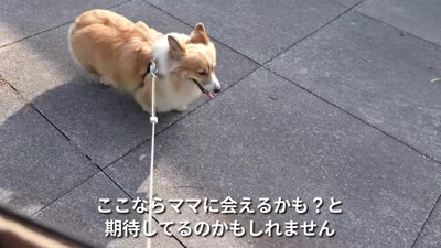 どこにもいない…