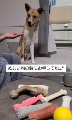 おもちゃを選ぶさく君2